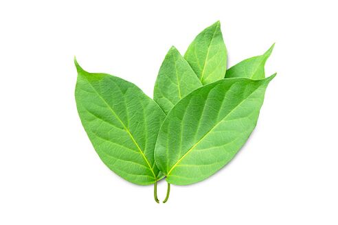 Blutforde contén extracto de Gymnema sylvestre